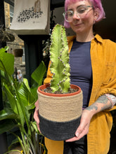 Load image into Gallery viewer, Euphorbia ingens Marmorata Variegata / Variegated Candelabra Cactus
