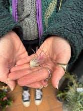 Load image into Gallery viewer, Baby Tillandsia ionantha Rubra / Airplant
