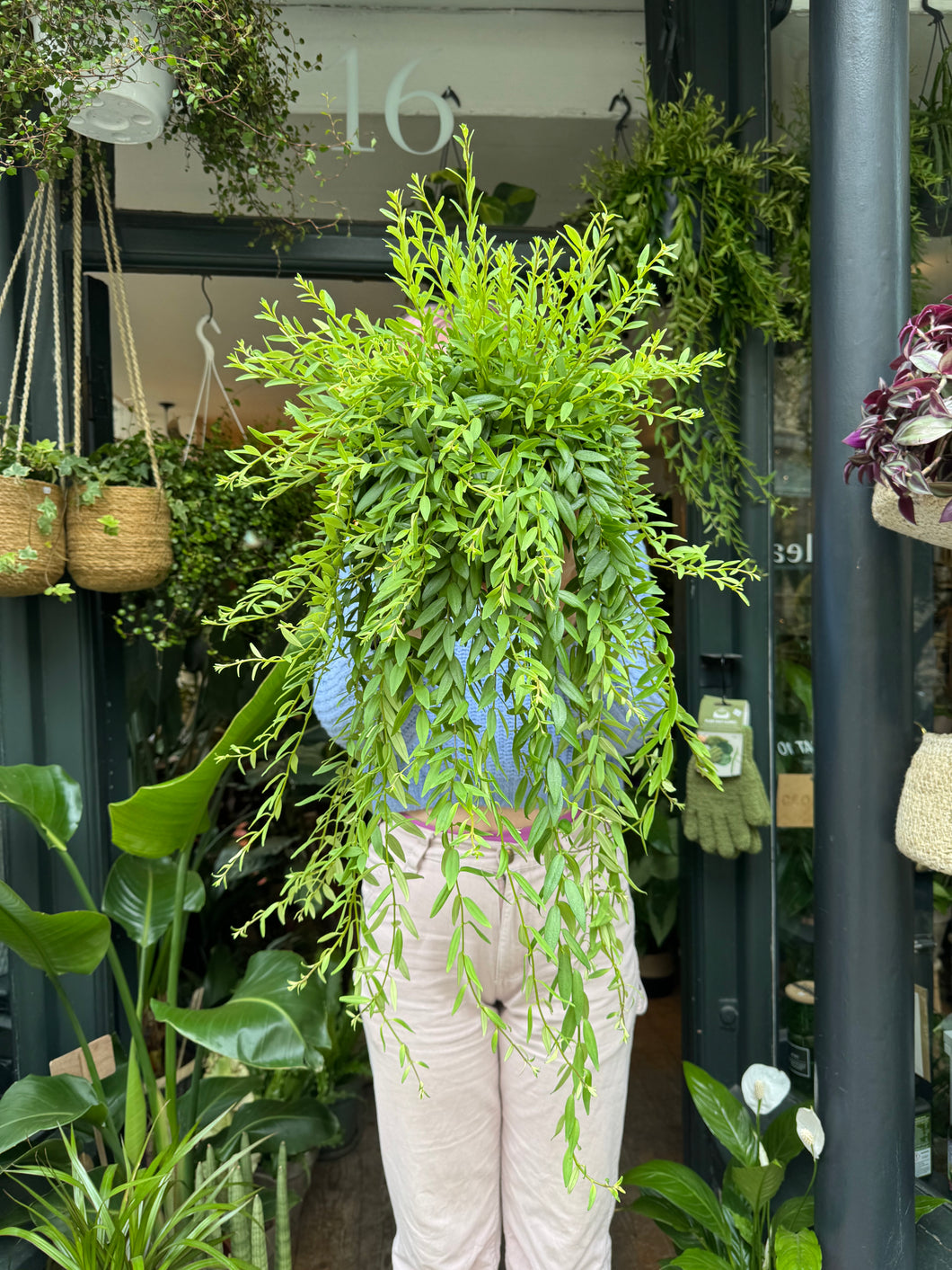Aeschynanthus japhrolepis / Lipstick Vine - 17cm Pot
