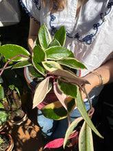 Load image into Gallery viewer, Hoya flamingo Dream / Wax Plant
