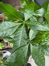 Load image into Gallery viewer, Pachira aquatica / Money Tree / Guiana Chestnut - 19cm Pot - *Local Delivery or Local Pick Up Only*
