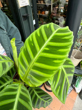 Load image into Gallery viewer, Calathea zebrina / Prayer Plant
