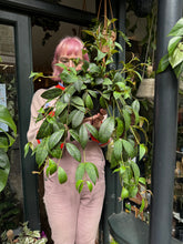 Load image into Gallery viewer, Aeschynanthus marmoratus / Lipstick Vine
