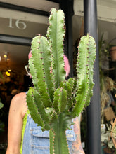 Load image into Gallery viewer, Euphorbia abyssinica Erytrea / Candelabra Cactus - *Local Delivery or Local Pick Up Only*
