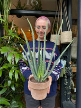 Load image into Gallery viewer, Aloe Vera
