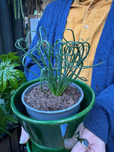 Load image into Gallery viewer, Albuca spiralis Frizzle Sizzle / Corkscrew Albuca
