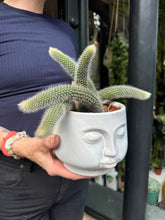 Load image into Gallery viewer, Cleistocactus colademononis / Monkey Tail Cactus

