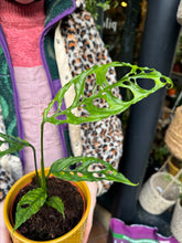 Load image into Gallery viewer, Monstera obliqua Peru / Lacy Monstera
