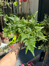Load image into Gallery viewer, Humata tyermanii / White Rabbit&#39;s Foot Fern
