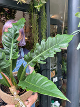 Load image into Gallery viewer, Philodendron Narrow Escape / Tiger Tooth Plant - *Local Delivery or Local Pick Up Only*
