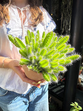Load image into Gallery viewer, Hylocereus undatus / Dragon Fruit
