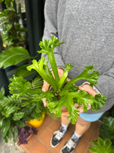 Load image into Gallery viewer, Asplenium nidus Leslie / Crested Bird’s Nest Fern
