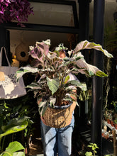 Load image into Gallery viewer, Calathea ‘Stella’ / Prayer Plant - *Local Delivery or Local Pick Up Only*
