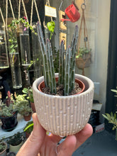 Load image into Gallery viewer, Stapelia stapeliiformis / Pickle Plant
