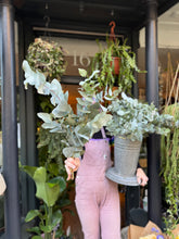 Load image into Gallery viewer, Eucalyptus cinerea - Price Per Bunch

