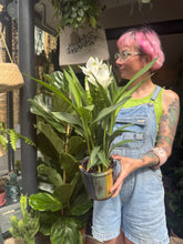 Load image into Gallery viewer, Curcuma alismatifolia Siam Sisto / Siam Tulip
