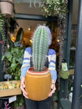 Load image into Gallery viewer, Pachycereus pringlei / Mexican Giant Cactus
