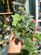 Load image into Gallery viewer, Hedera helix Variegata / Variegated Ivy

