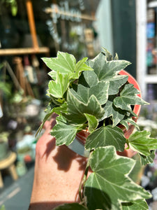 Hedera helix Variegata / Variegated Ivy