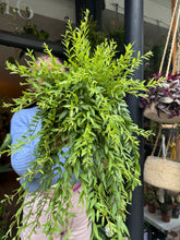 Load image into Gallery viewer, Aeschynanthus japhrolepis / Lipstick Vine - 17cm Pot
