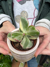Load image into Gallery viewer, Crassula ovata Variegata / Variegated Jade Plant
