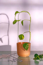 Load image into Gallery viewer, Pastel Plant Supports - Set of 3
