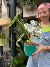 Load image into Gallery viewer, Alocasia micholitziana Frydek Variegata / Variegated Elephant Ear
