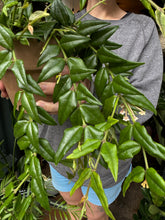 Load image into Gallery viewer, Hoya lanceolata Bella / Wax plant
