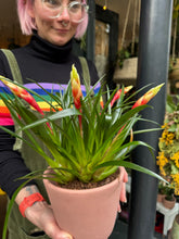 Load image into Gallery viewer, Vriesea Shannon / Flaming Sword Bromeliad

