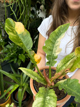 Load image into Gallery viewer, Philodendron Narrow  'Ring of Fire'
