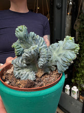 Load image into Gallery viewer, Myrtillocactus geometrizans Cristata / Crested Blue Flame
