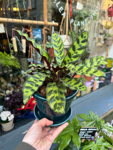 Load image into Gallery viewer, Calathea lancifolia Insigne / Rattlesnake Prayer Plant - 12cm Pot
