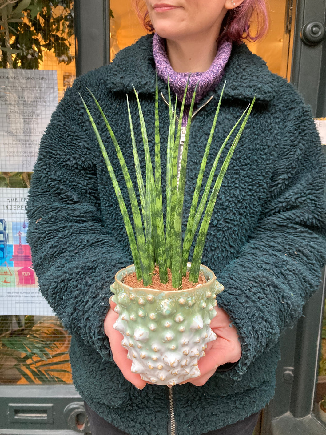 Sansevieria trifasciata Fernwood Mikado 9cm Pot - Snake Plant
