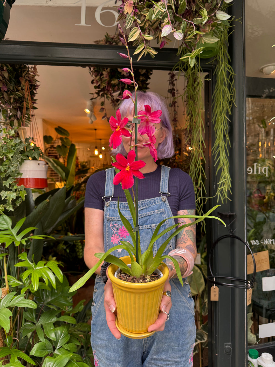 Cambria Nelly Isler Red Velvet / Burrageara Orchid X Oncidium - *Local Delivery or Local Pick Up Only *