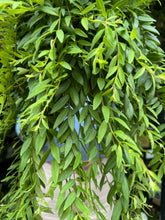 Load image into Gallery viewer, Aeschynanthus japhrolepis / Lipstick Vine - 17cm Pot
