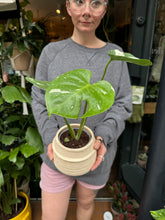 Load image into Gallery viewer, Monstera Thai Constellation / Variegated Cheese Plant
