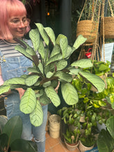 Load image into Gallery viewer, Ctenanthe amagris / Prayer Plant
