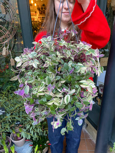 Tradescantia fluminensis Tricolor / Inch Plant