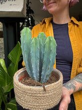 Load image into Gallery viewer, Myrtillocactus geometrizans / Blue Candle Cactus
