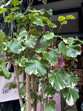 Load image into Gallery viewer, Polyscias belfouriana / Balfour Aralia - *Local Delivery or Local Pick Up Only*
