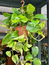 Load image into Gallery viewer, Epipremnum aureum XL / Devils Ivy - *Local Delivery or Local Pick Up Only*
