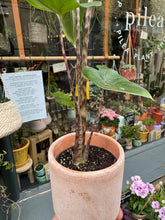 Load image into Gallery viewer, Alocasia zebrina / Elephant Ear
