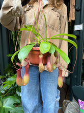 Load image into Gallery viewer, Nepenthes alata - Pitcher Plant/Monkey Cup Plant - *Local Delivery or Local Pick Up Only*

