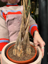 Load image into Gallery viewer, Pachira aquatica / Money Tree / Guiana Chestnut - 19cm Pot - *Local Delivery or Local Pick Up Only*

