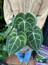 Load image into Gallery viewer, Anthurium clarinervium / Velvet Cardboard Anthurium
