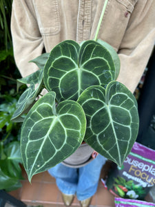 Anthurium clarinervium / Velvet Cardboard Anthurium