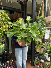 Load image into Gallery viewer, Philodendron bipinnatifidum Little Hope / Tree Philodendron - *Local Delivery or Local Pick Up Only*

