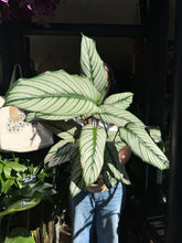 Load image into Gallery viewer, Calathea whitestar / Prayer Plant - *Local Delivery or Local Pick Up Only*

