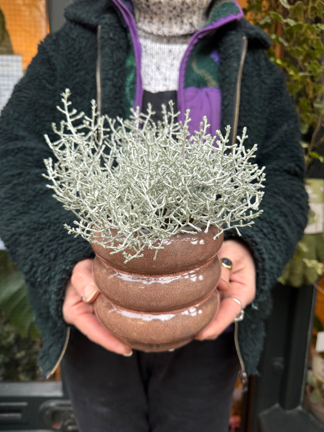 Calocephalus brownii / Cushion Bush