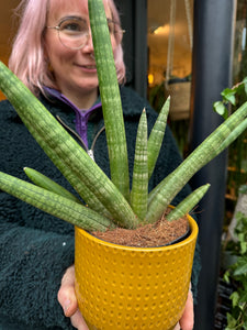 Sansevieria cylindrica Skyline / Snake Plant